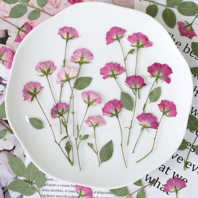 12pcs,Real Mini Rose Pressed F - Resin Art Rose Petals ulasan dan harga