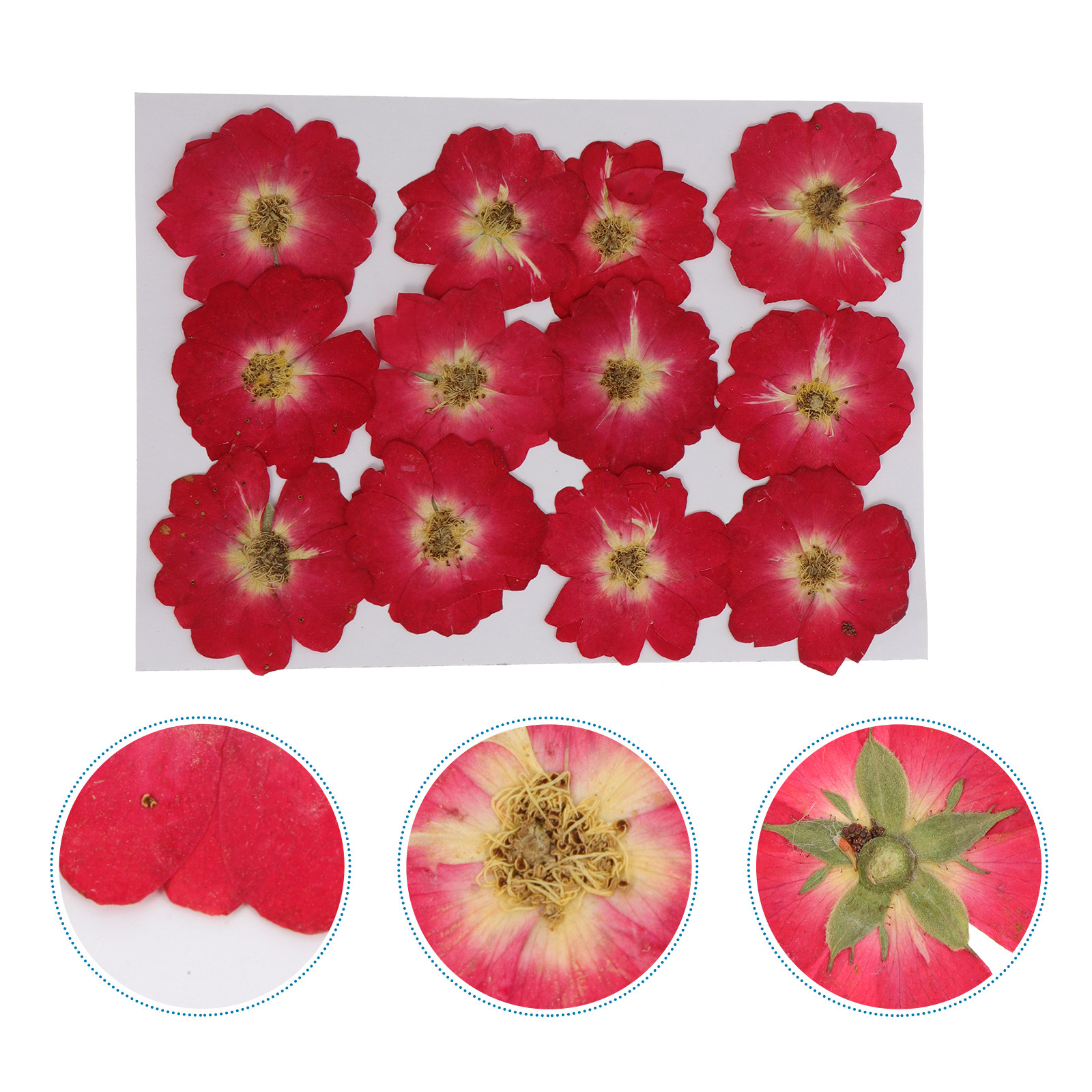 12Pcs Natural Dried Rose Press - Resin Art Jewelry Kit ulasan dan harga