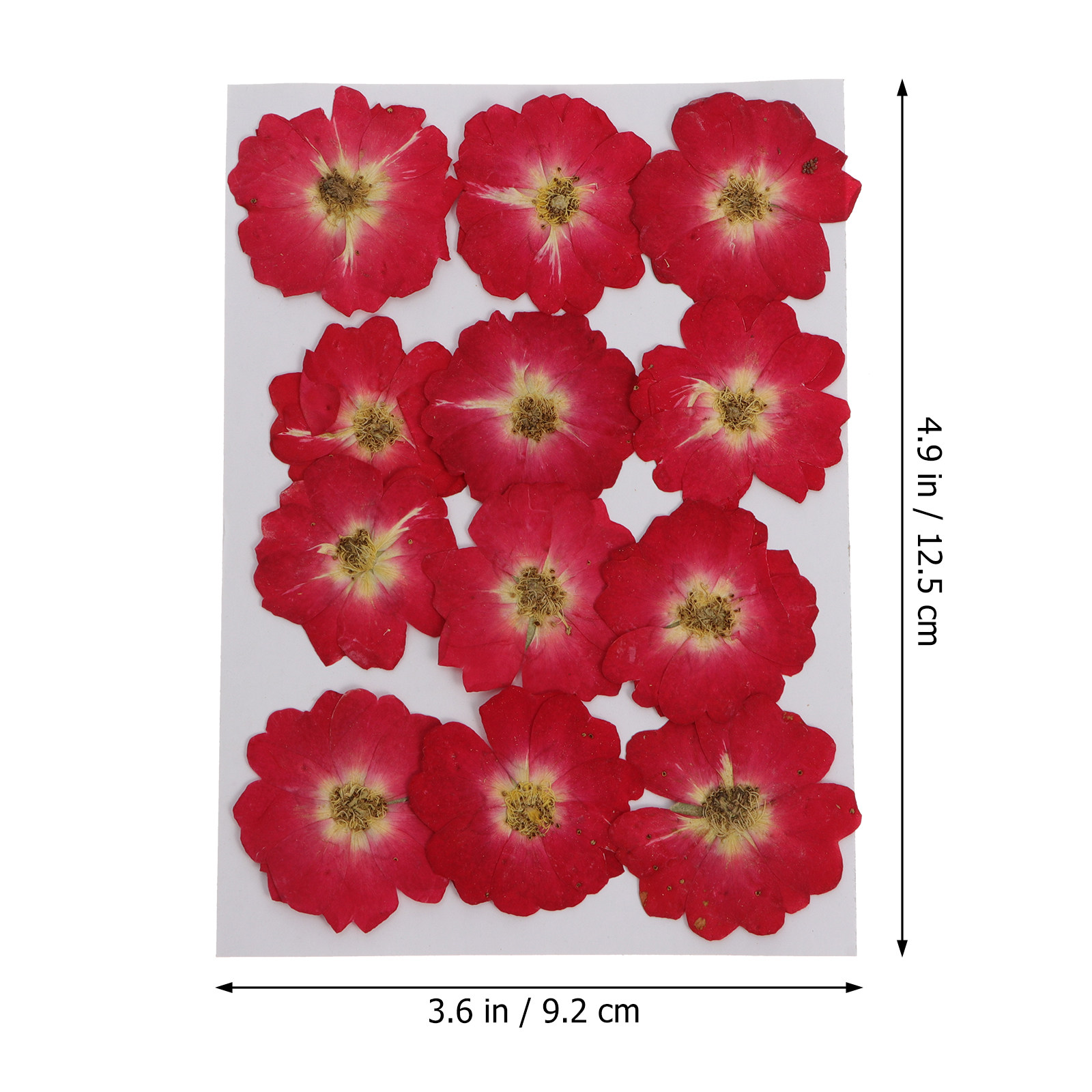 12Pcs Natural Dried Rose Press - Resin Art Jewelry Kit ulasan dan harga