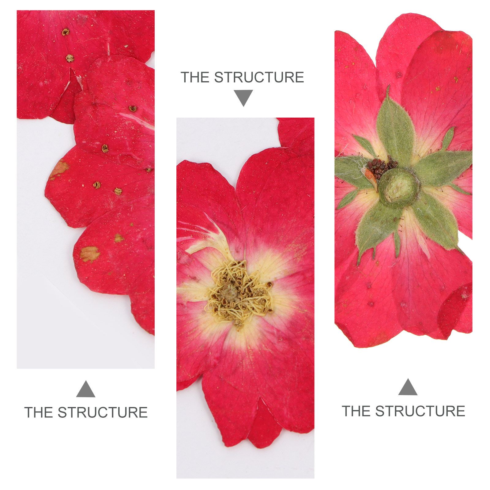 12Pcs Natural Dried Rose Press - Resin Art Jewelry Kit ulasan dan harga