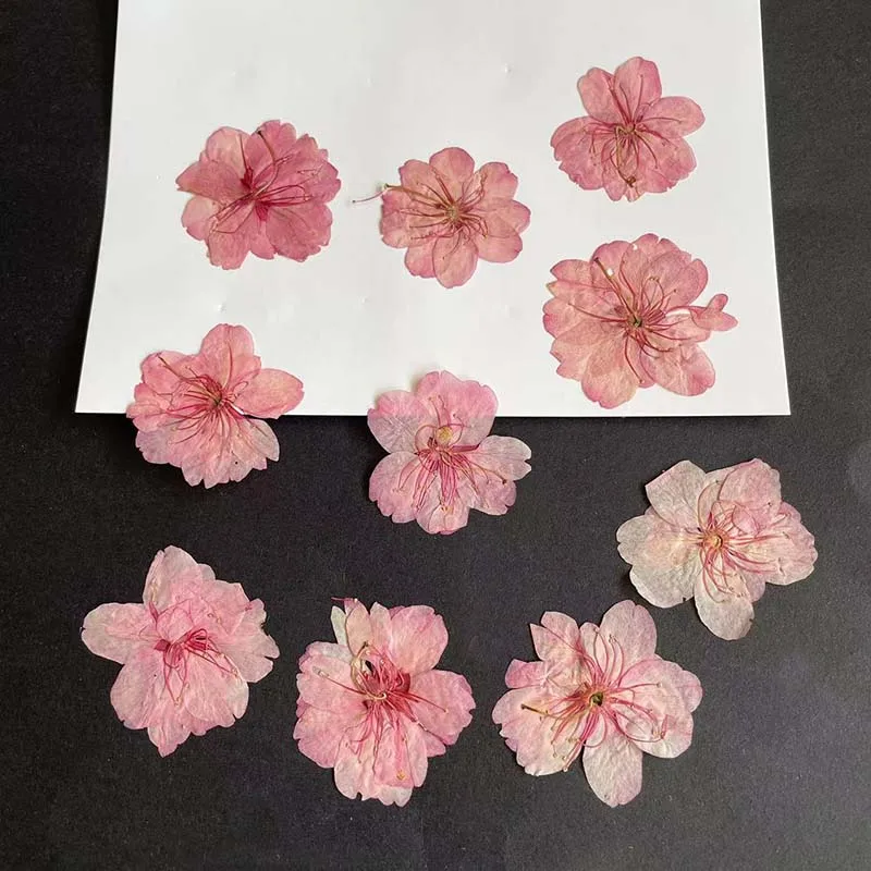 3-4.5CM/24PC Real Natural Drie - Resin Art Rose Petals ulasan dan harga