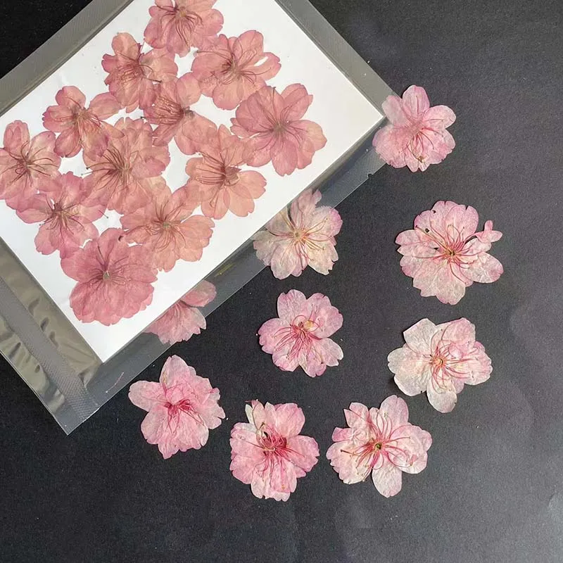 3-4.5CM/24PC Real Natural Drie - Resin Art Rose Petals ulasan dan harga