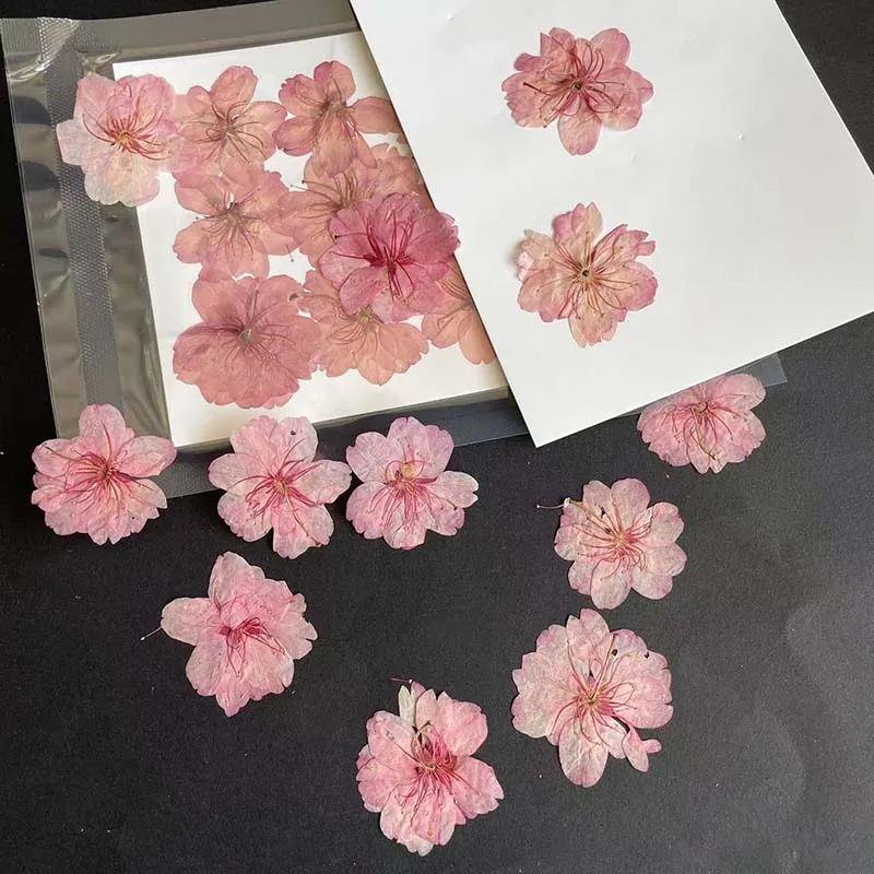 3-4.5CM/24PC Real Natural Drie - Resin Art Rose Petals ulasan dan harga