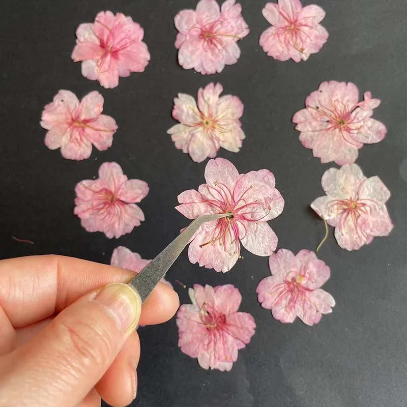 3-4.5CM/24PC Real Natural Drie - Resin Art Rose Petals ulasan dan harga
