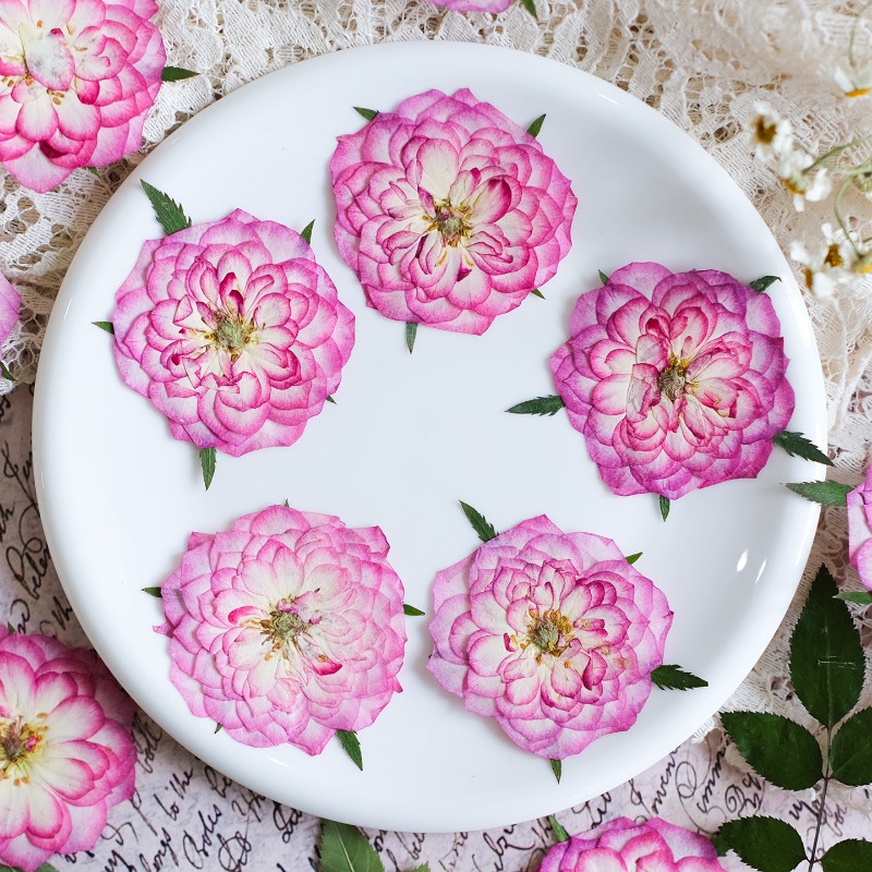6pcs,Natural Rose Lotus Presse - Resin Art Rose Petals ulasan dan harga