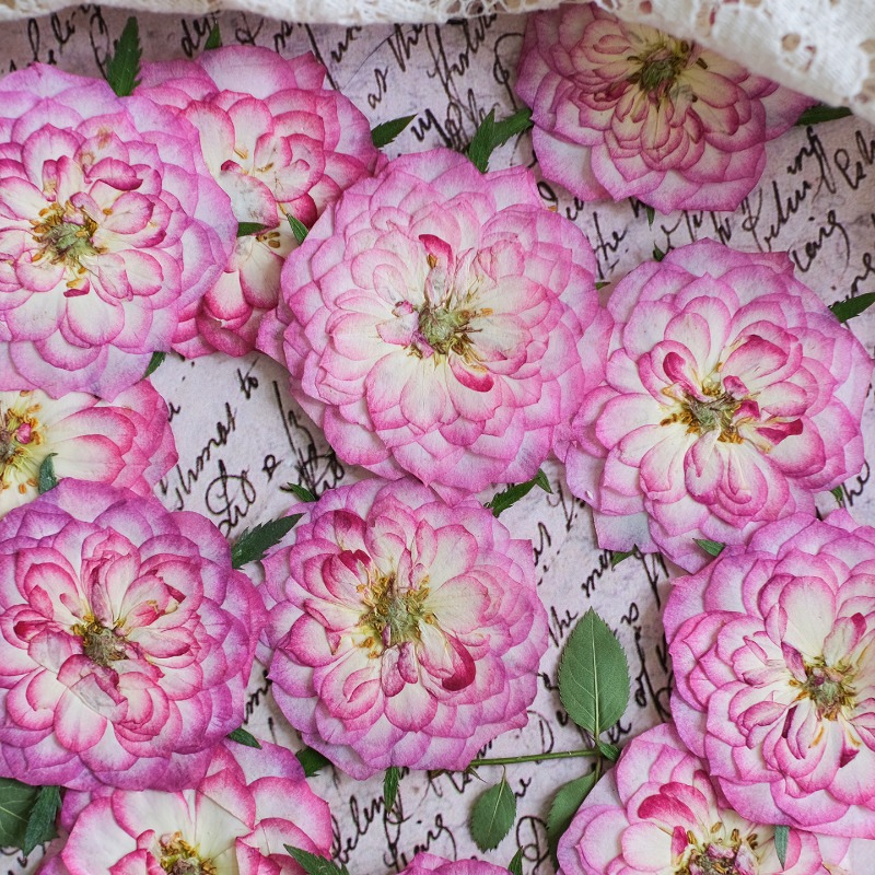 6pcs,Natural Rose Lotus Presse - Resin Art Rose Petals ulasan dan harga