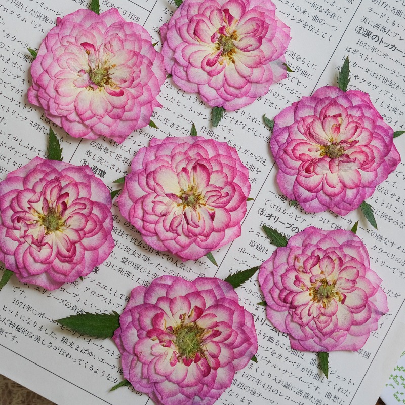 6pcs,Natural Rose Lotus Presse - Resin Art Rose Petals ulasan dan harga