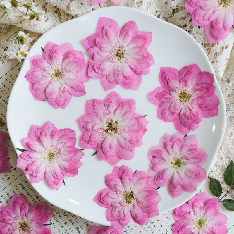 6pcs,Natural Rose Lotus Presse - Resin Art Rose Petals ulasan dan harga